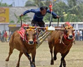 Tradisi Petani Madura : Karapan Sapi