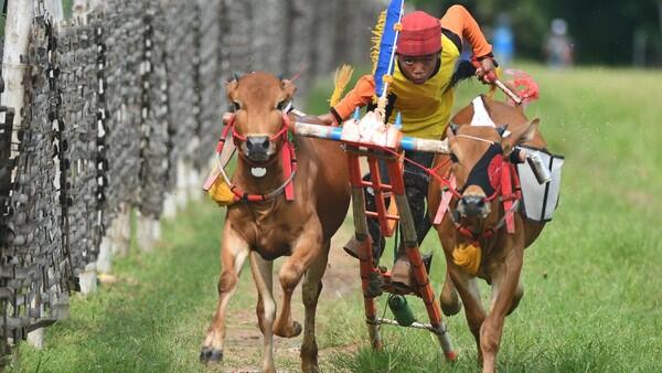 Tradisi Petani Madura : Karapan Sapi