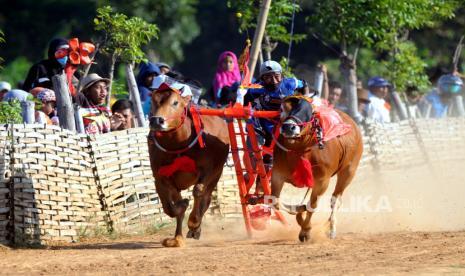 Tradisi Petani Madura : Karapan Sapi