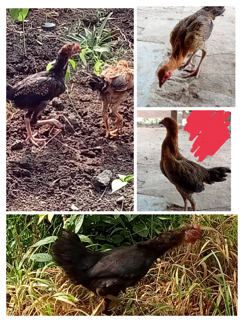 Investasi Ala Ane, Pelihara Ayam Kampung Dan Berkebun Singkong 