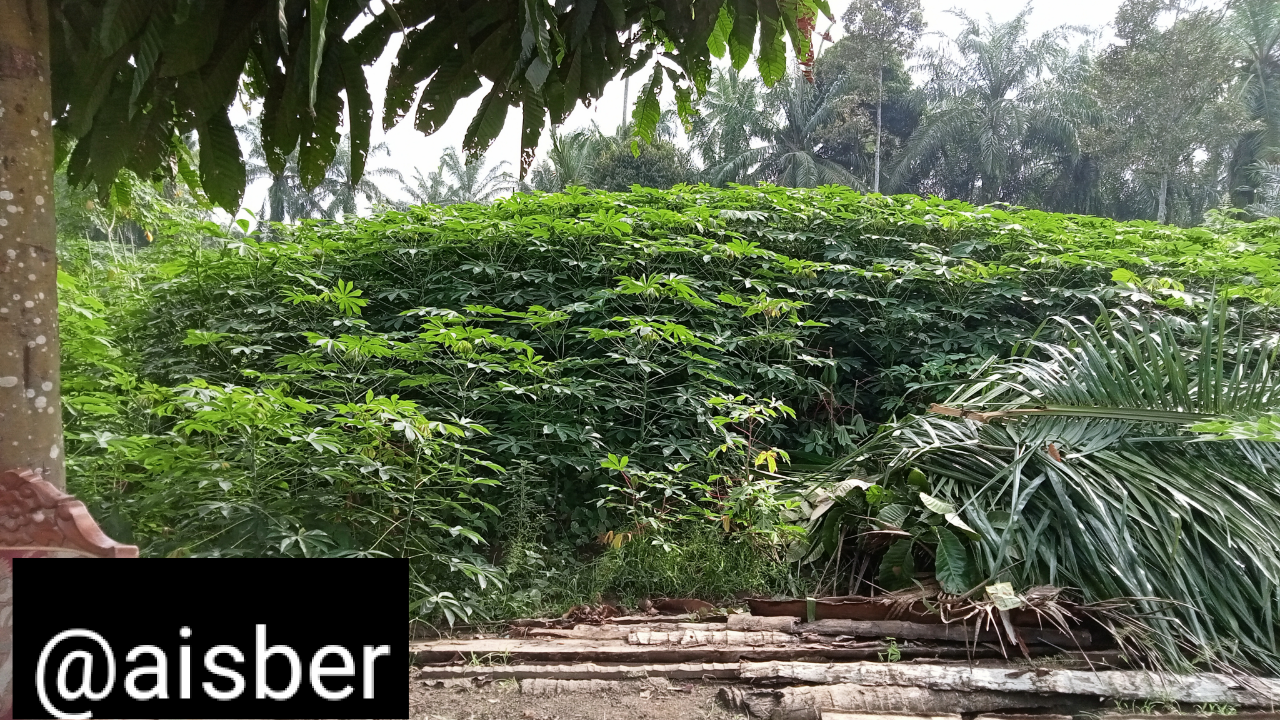 Investasi Ala Ane, Pelihara Ayam Kampung Dan Berkebun Singkong 