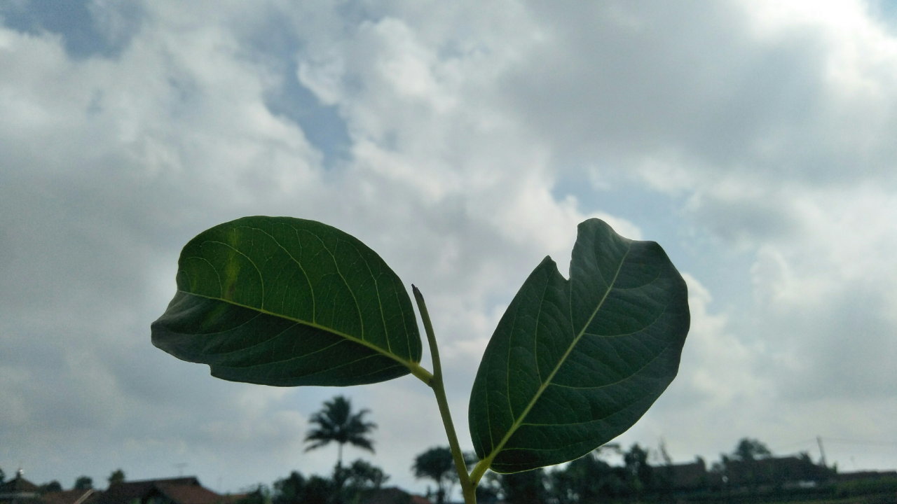 Manfaat Dan Khasiat Daun Mareme 