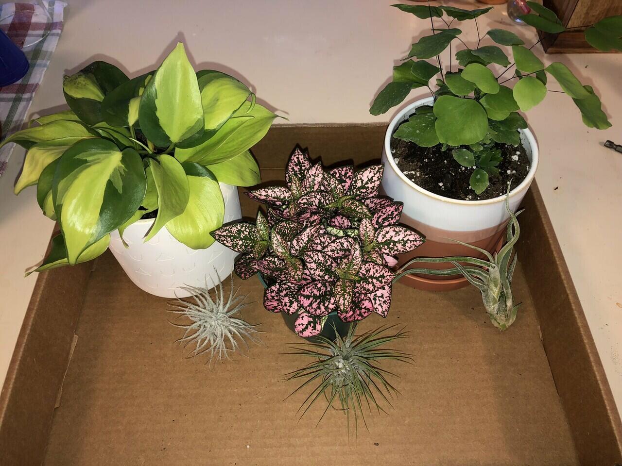 Berbisnis Tanaman Hias Philodendron Antara Hobi Dan Investasi Masa Tua