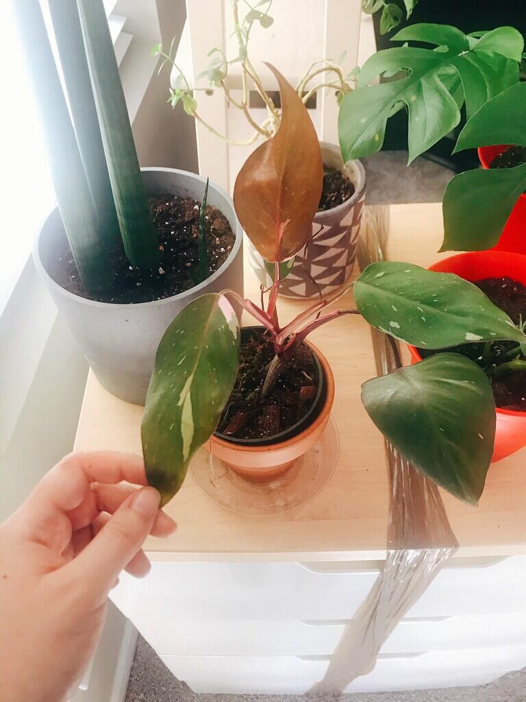 Berbisnis Tanaman Hias Philodendron Antara Hobi Dan Investasi Masa Tua