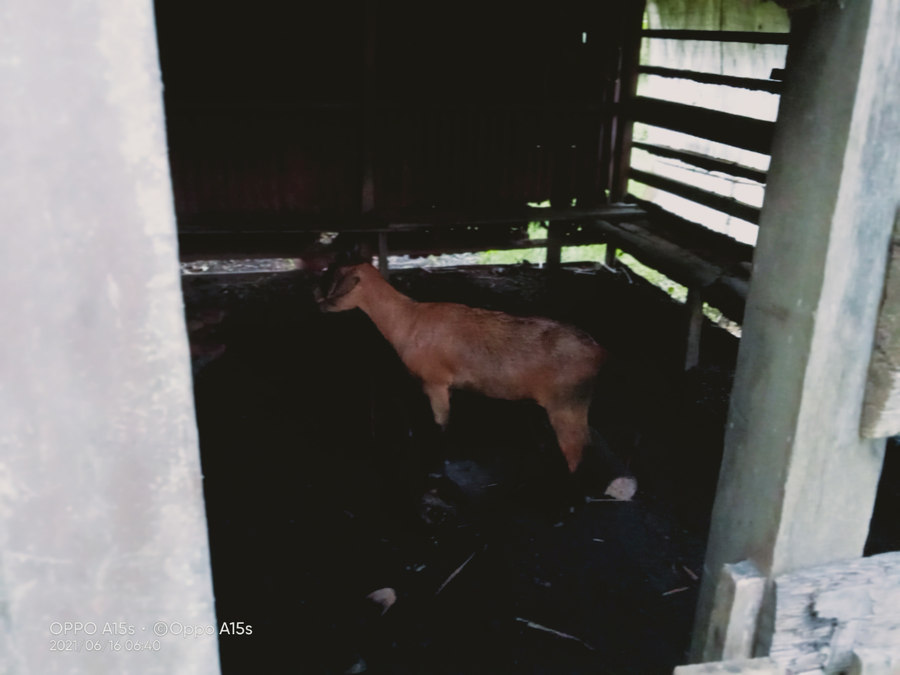 Beternak Kambing, Investasi yang Menyakinkan untuk Masa Depan