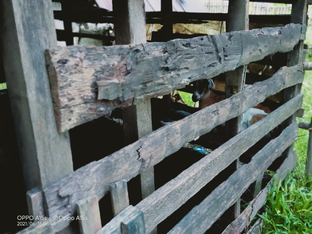 Beternak Kambing, Investasi yang Menyakinkan untuk Masa Depan