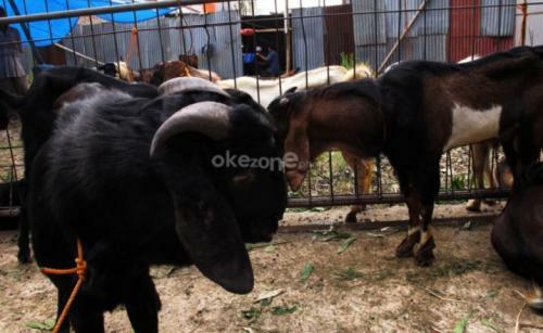 Mau Bentuk Body Kambing Berotot agar Menang Kontes, Begini Caranya

