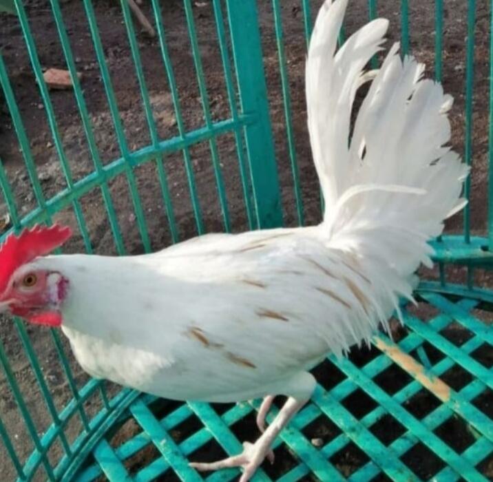 Ayam Penyanyi Khas Pulau Kangean, Menjadi Ikonik Fauna Jawa Timur