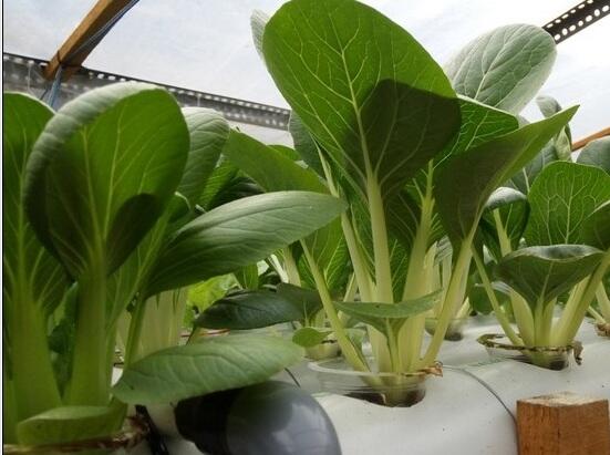 Usaha Hidroponik Sayur Sawi Adalah Jalan Investasi ku Sedari Dini, Coba Yuk!