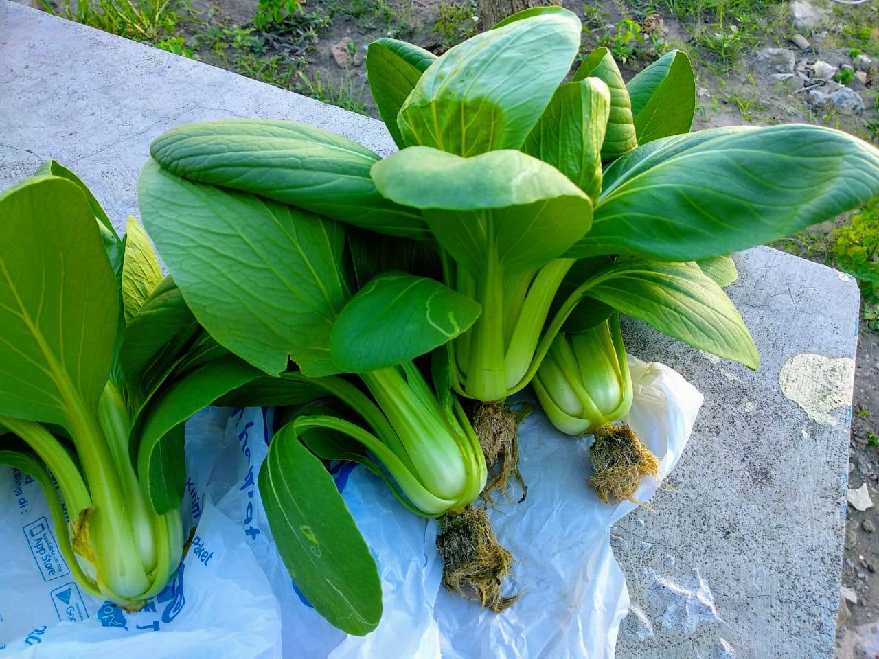 Usaha Hidroponik Sayur Sawi Adalah Jalan Investasi ku Sedari Dini, Coba Yuk!