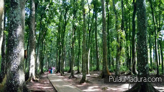 Nikmati Keindahan Alam Bukit Tertinggi di Madura