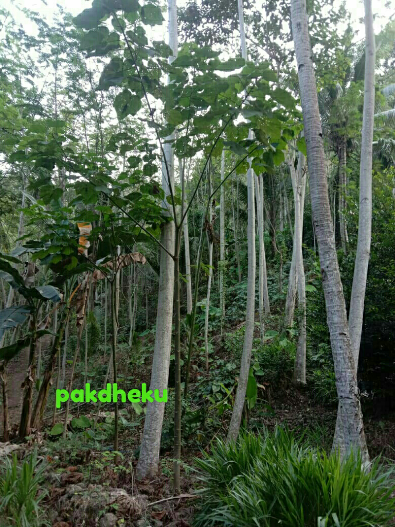 Investasi Pohon Sengon Dan Hewan Ternak Yang Menjanjikan Di Hari Tua