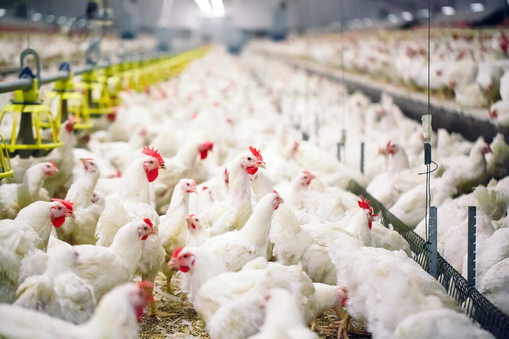 Belajar Investasi Dari Usaha Beternak Ayam Pedaging, Cuanxtra Siap2 Kita Dapatkan!