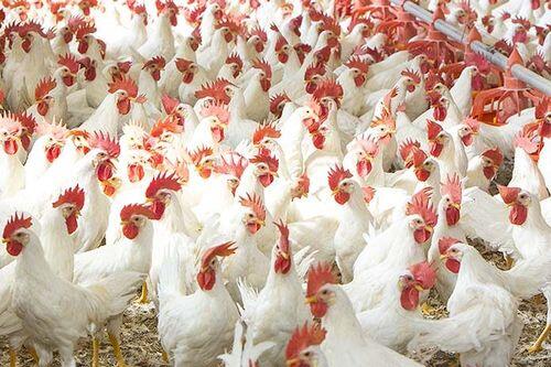 Belajar Investasi Dari Usaha Beternak Ayam Pedaging, Cuanxtra Siap2 Kita Dapatkan!