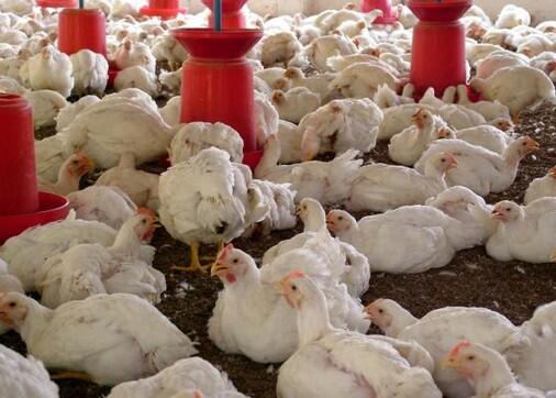 Belajar Investasi Dari Usaha Beternak Ayam Pedaging, Cuanxtra Siap2 Kita Dapatkan!
