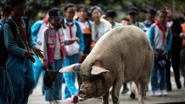 China Berduka atas Kematian Babi Kuat Penyintas Gempa 2008