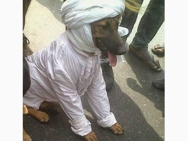 Ustad Somad Disemprot: Anjing Lebih Terhormat!