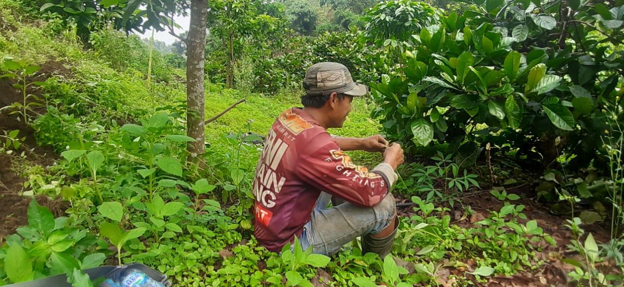 Porang, Alternatif Investasi Bagi Gen Z dan Millenial Minim Pengetahuan Tentang Saham