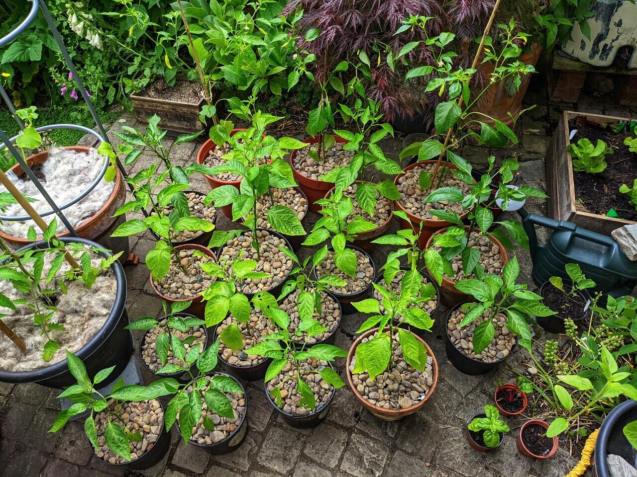 Mengolah Kebun Cabai, Investasi Hari Tua Yang Ane Rintis Dari Awal