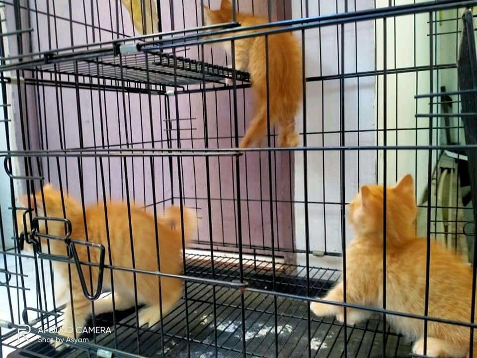 Investasi Bermodal Anak Kucing Persia Seperti Nya Cocok Buat Ane