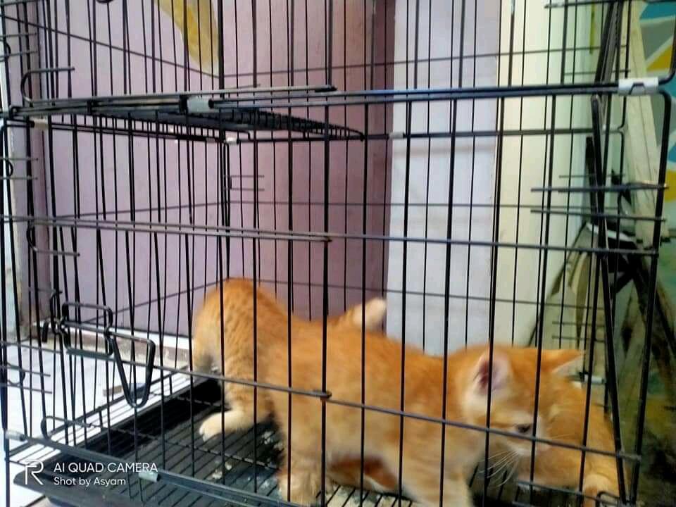 Investasi Bermodal Anak Kucing Persia Seperti Nya Cocok Buat Ane