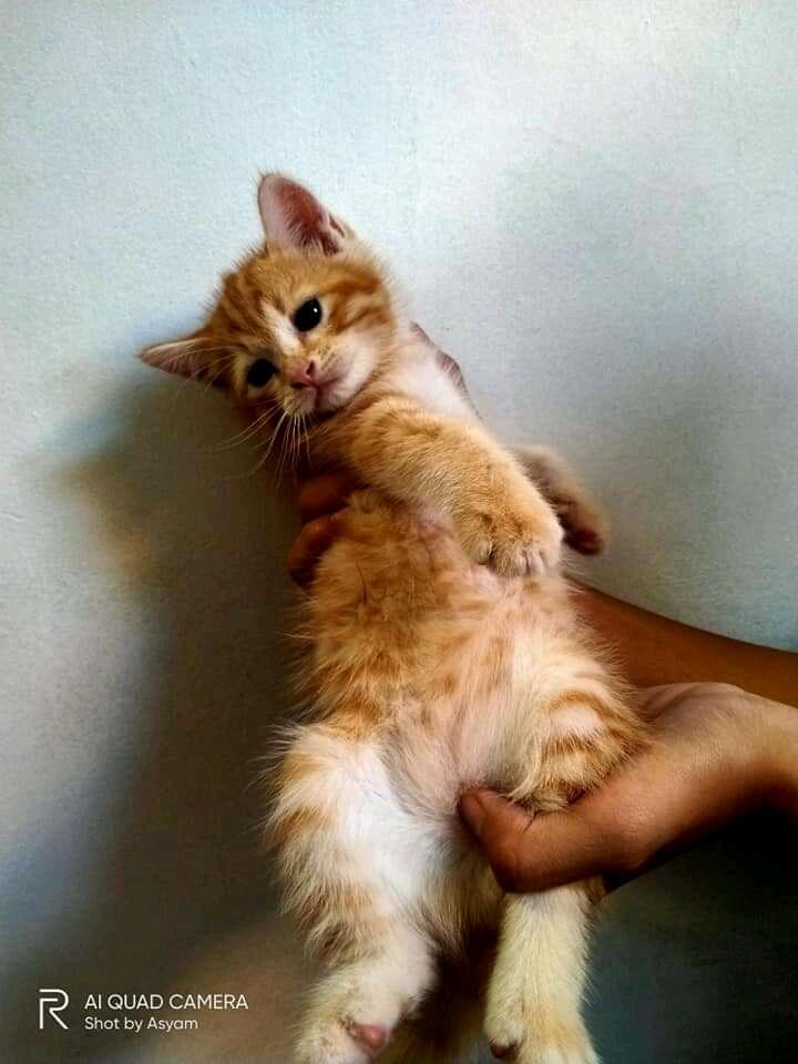 Investasi Bermodal Anak Kucing Persia Seperti Nya Cocok Buat Ane