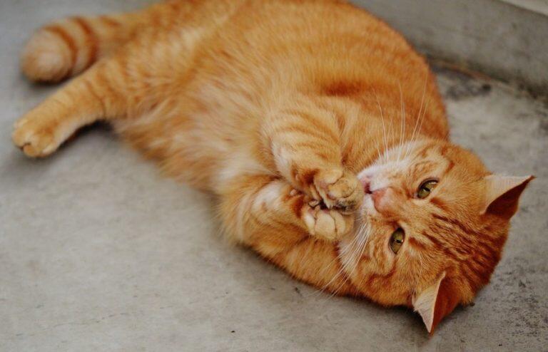 Pentingnya VCO Untuk Kucing Rumahan