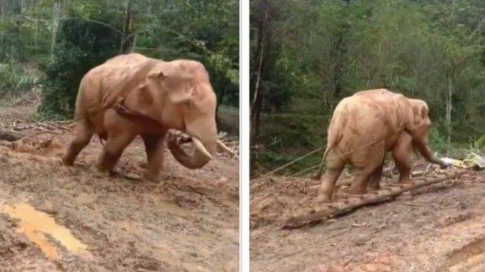 Kejam! Seekor Gajah DIEKSPLOITASI Untuk Membawa Batang Pohon Di HUTAN