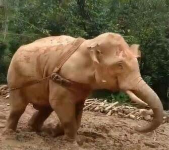Kejam! Seekor Gajah DIEKSPLOITASI Untuk Membawa Batang Pohon Di HUTAN