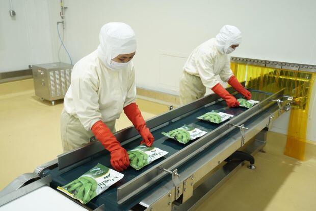 Tembus Pasar Jepang, Ekspor Edamame Kian Menjanjikan