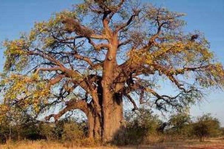 Menanam Pohon Baobab untuk Masyarakat Banyuwangi Selalu Berseri!