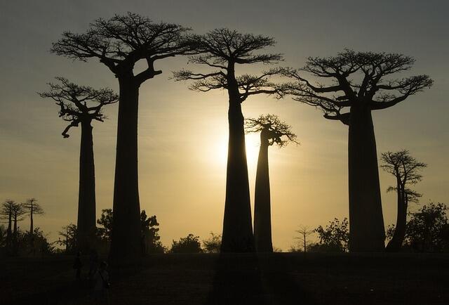 Menanam Pohon Baobab untuk Masyarakat Banyuwangi Selalu Berseri!
