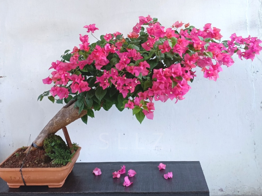 Cara Ane Membuat Bonsai Cantik Dalam 24 Minggu!