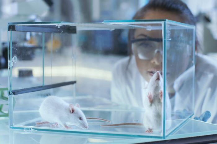 Gile Bener, Ilmuwan Dari Cina Berhasil Buat Tikus Jantan Melahirkan Anak