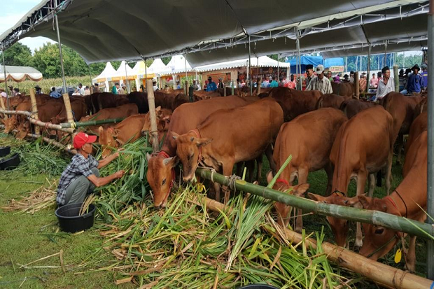 Mau Potong Kurban di Saat Pandemi? Nih Aturan dari Kementan