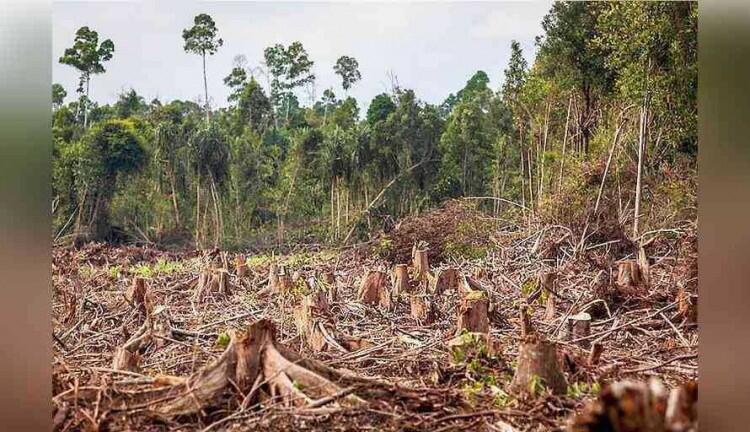 Rusak Kawasan Rimba, 4 Pelaku Berhasil Ditangkap &amp; BKSDA Jabar Menemukan Katak Langka