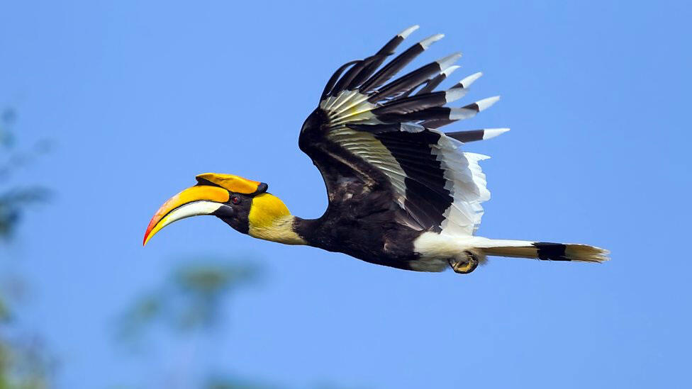 Cegah Kepunahan Burung Enggang Khas Kalimantan TImur dengan Teknologi Reproduksi