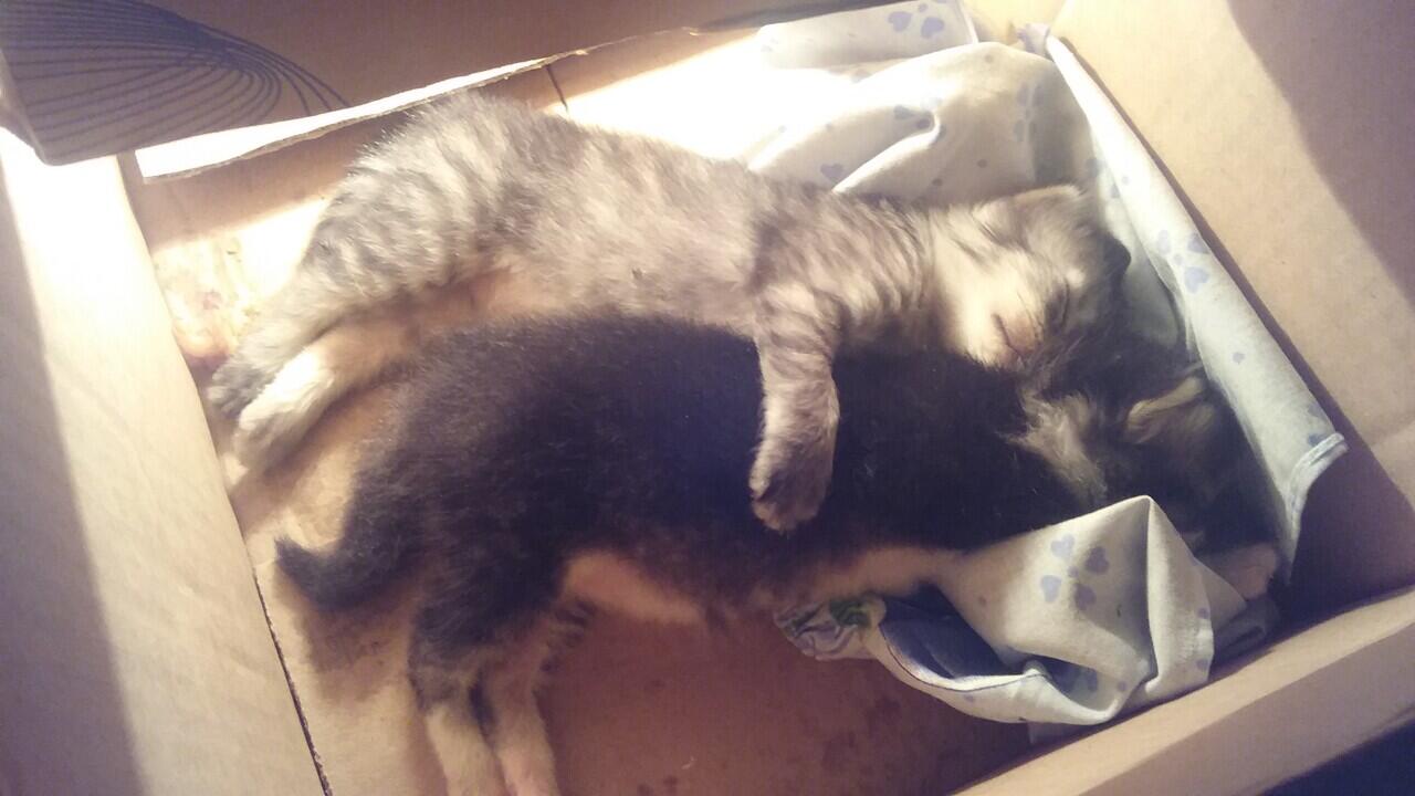 Jenis kucing apa ini?
