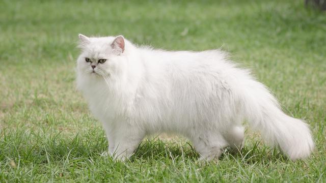 8 Ras Kucing Berbulu Panjang, Penampilannya Mewah Dan Elegan