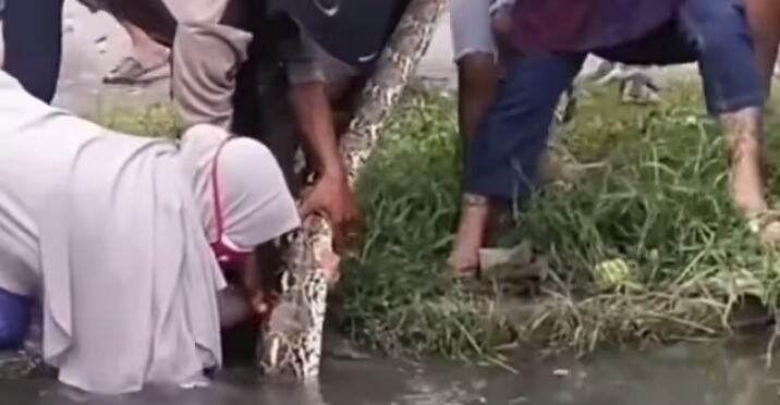 Viral Emak Pemberani Tangkap Ular di Selokan Bersama Kaum Pria, Ini Aksi Berbahaya!