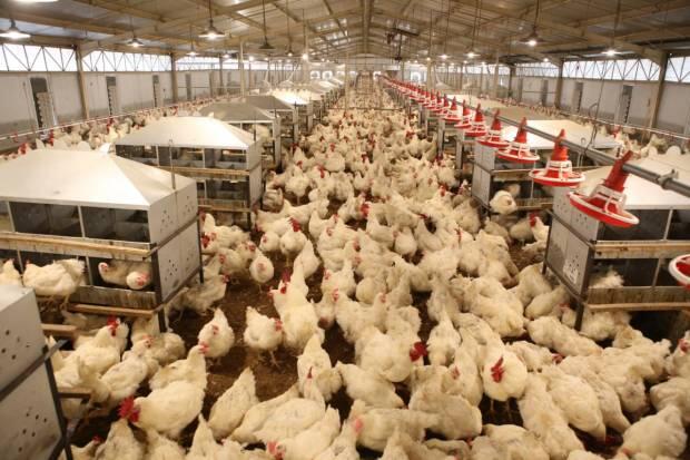Antisipasi Gejolak Harga Pakan, Kemendag Siapkan Harga Acuan yang Dinamis
