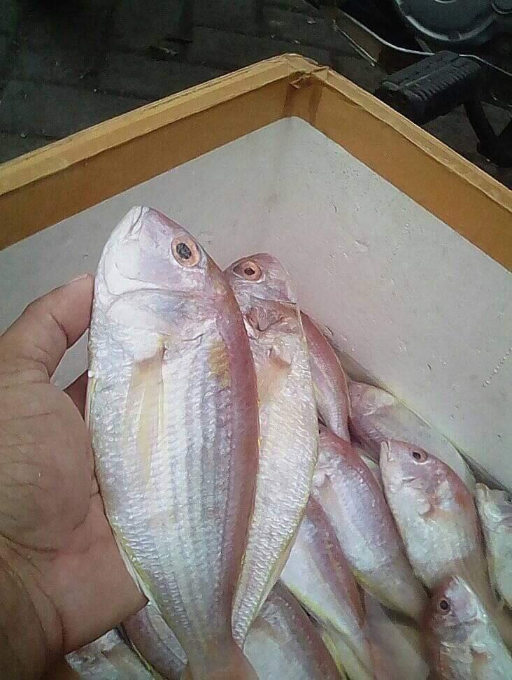Perjuangan Bu Suaebah Menyekolahkan Anaknya Menjadi Bidan Bermodal Dagang Ikan Segar