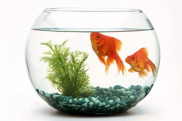 Heboh Ikan Mati Hidup Lagi Saat Direndam Air Garam & Bumbu Dapur, Ini Fakta Ilmiahnya