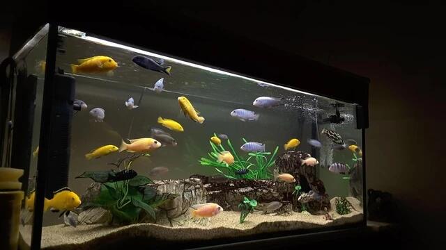 Heboh Ikan Mati Hidup Lagi Saat Direndam Air Garam &amp; Bumbu Dapur, Ini Fakta Ilmiahnya