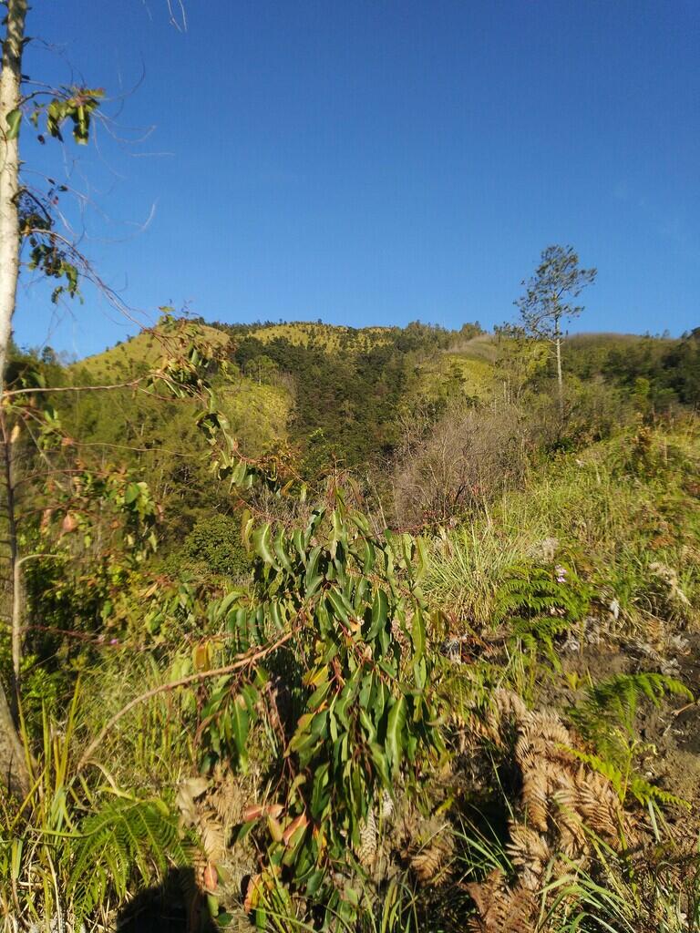 LAWU via DESA NGILIRAN PANEKAN (MAGETAN)