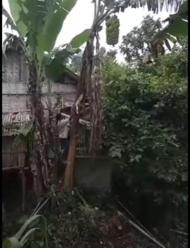 Cara Menebang Pohon Pisang: Unik, Lucu, Ngakak, dan Kasihan