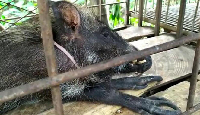7 Penangkapan Hewan Jadi-Jadian: Kelelawar Di Jombang, Jawa Timur