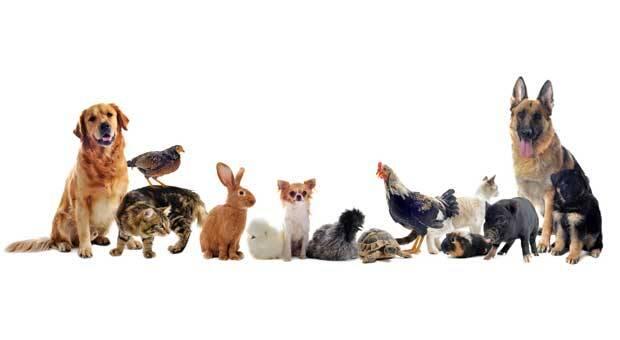5 Bahan Dapur yang Bisa menghilangkan Bau Hewan Peliharaan