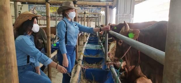 Alih Profesi, SPG Cantik Ini Berjam-jam di Kandang Sapi Layani Pelanggan