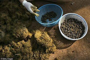 Kopi Seharga 1.7 Juta Secangkir, Worth It kah??